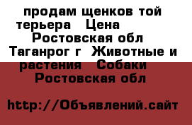 продам щенков той терьера › Цена ­ 8 000 - Ростовская обл., Таганрог г. Животные и растения » Собаки   . Ростовская обл.